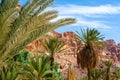 Green palm trees on the background of mountains and blue sky with white clouds in Egypt Dahab South Sinai Royalty Free Stock Photo