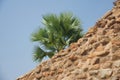 Green palm trees behind a old bricks wall Royalty Free Stock Photo
