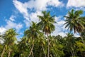 Green palm trees on blue sky background. Fluffy palm crown photo wallpaper. Exotic place for vacation Royalty Free Stock Photo