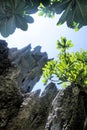 Green palm trees and coral rock against the blue sky . Royalty Free Stock Photo