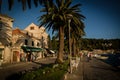 Green palm trees on the Croatian shore