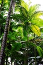 Green Palm Trees Fronds And Trunks Against Overcast Sky Hawaii Royalty Free Stock Photo