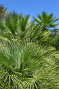 Green palm trees with lush leaves against bright blue sky Royalty Free Stock Photo