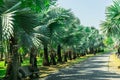 Green palm trees parallel road with blue skyin the garden