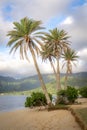Green palm trees on the sandy beach. Oahu, Hawaii, Kualoa Regional Park Royalty Free Stock Photo