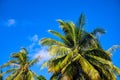 Green palm trees on sunny blue sky background. Tropical island nature. Coco palm tree landscape. Summer vacation banner Royalty Free Stock Photo