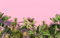 Green palm trees and tropical exotic plants on a pink background with copy space. Conceptual creative illustration. 3D rendering