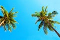 Green palm trees on turquoise sky background. Coco palm toned photo. Royalty Free Stock Photo