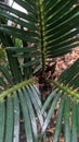 Green palm tropics forest lef