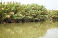 Green palm vs green lake Royalty Free Stock Photo