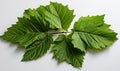 Green Palmate Leaf on White Background