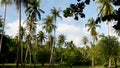 Green palms against cloudy sky. Majestic view of wonderful tropical plants growing against blue cloudy sky on sunny day on Ko