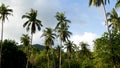 Green palms against cloudy sky. Majestic view of wonderful tropical plants growing against blue cloudy sky on sunny day on Ko