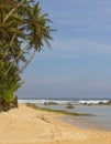 Green palms on beach with yellow sand near ocean Royalty Free Stock Photo