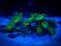 Green palythoa soft coral in a reef aquarium Royalty Free Stock Photo