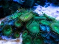 Green palythoa soft coral in a reef aquarium Royalty Free Stock Photo