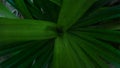 green pandan leaf background Royalty Free Stock Photo