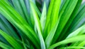 Green pandan leaves in the garden or jungle Royalty Free Stock Photo