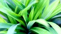 Green pandan leaves in the garden or jungle Royalty Free Stock Photo