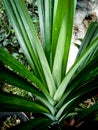 Green pandan leaves have a very fragrant smell?