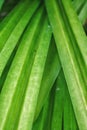 green pandanus leaf