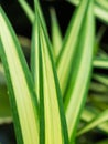 Green Pandanus veitchii Leaf with Yellow Stripe