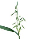 Green panicle of oat