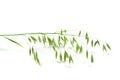 Green panicle of oat Royalty Free Stock Photo