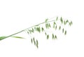 Green panicle of oat Royalty Free Stock Photo