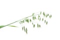 Green panicle of oat