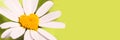 Green panoramic banner with a daisy in the shape of a heart Royalty Free Stock Photo