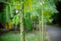 Green papaya balls Waiting for the harvest when it`s time. Image use for food in the farm of gardener Royalty Free Stock Photo