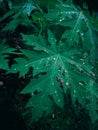 green papaya leaf with dew drops Royalty Free Stock Photo