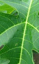 green papaya leaf with morning dew drops Royalty Free Stock Photo
