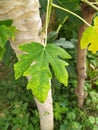 Green Papaya leafs/Leaves on The Tree in Garden, Plant or Fruit from India.