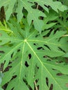 Green papaya leaves