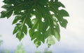 Green papaya leaves on a blue sky background, on a sunny day, papaya leaf pattern, papaya leaves Royalty Free Stock Photo