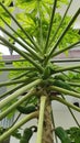 Green Papaya Leaves and Pulps