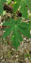 green papaya leaves in a rocky garden Royalty Free Stock Photo