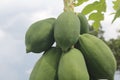 Green papaya or pepaya called in Indonesia Royalty Free Stock Photo
