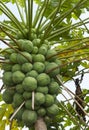 Very tree full of green papaya