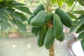 Green Papaya Tree