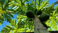 Green papayas tree captured from the bottom.