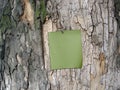 Green paper at the cortex of tree Royalty Free Stock Photo