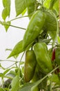 Green Paprika Crop