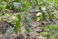 Green paprika in garden