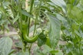 Green paprika in garden