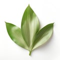 Hyper-realistic Oil Painting Of Yucca Leaf On White Background