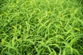 Green para grass leaves fresh nature background