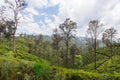 Green paradise in Sri Lanka